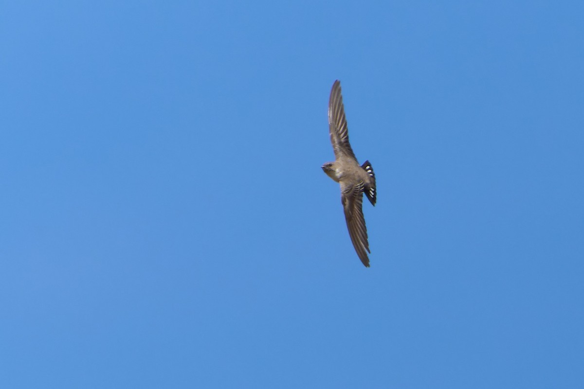 Eurasian Crag-Martin - Luis Salazar Vargas