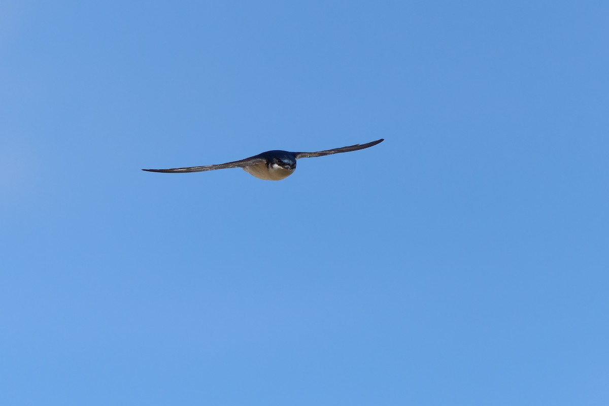 Western House-Martin - ML620243625