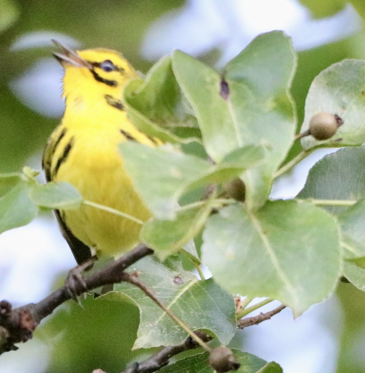 Prairie Warbler - ML620243628