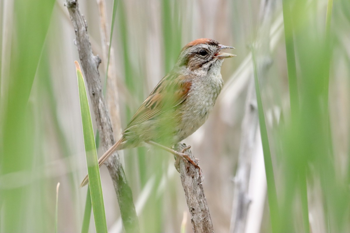 Swamp Sparrow - ML620243638