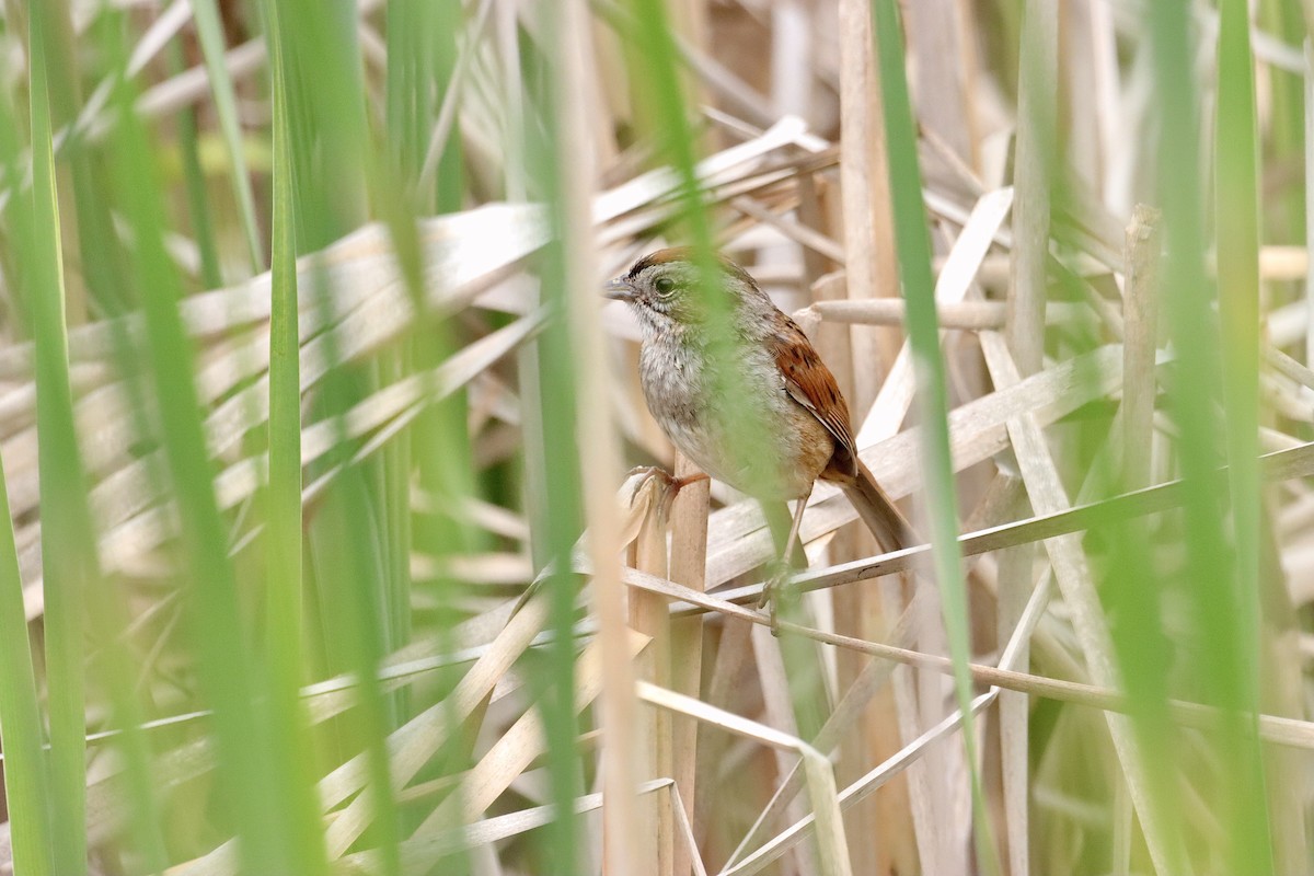 Swamp Sparrow - ML620243639