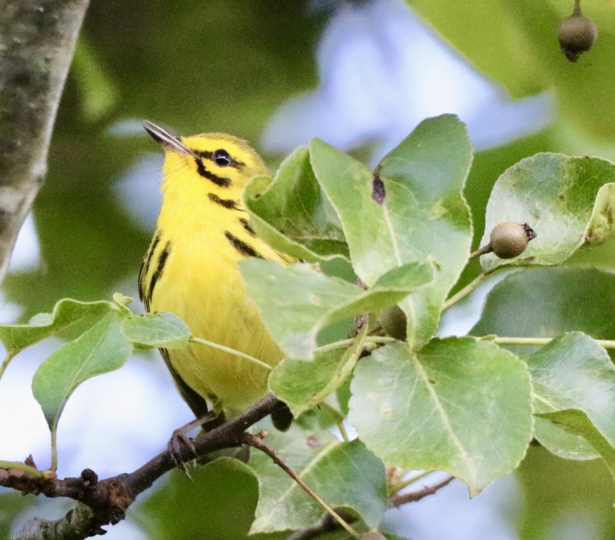 Prairie Warbler - ML620243641