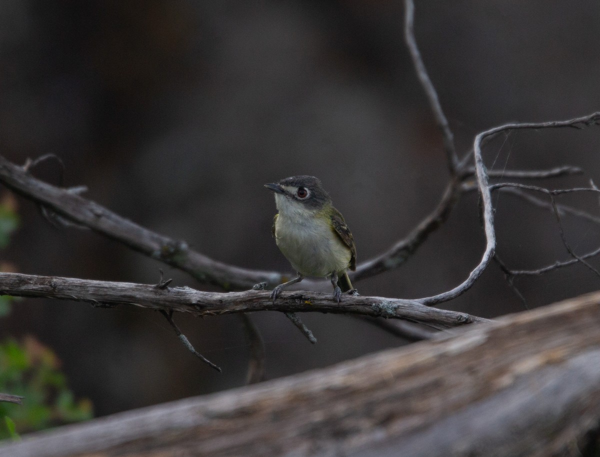 svarthettevireo - ML620243645