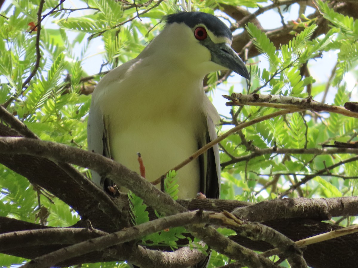 Black-crowned Night Heron - ML620243646