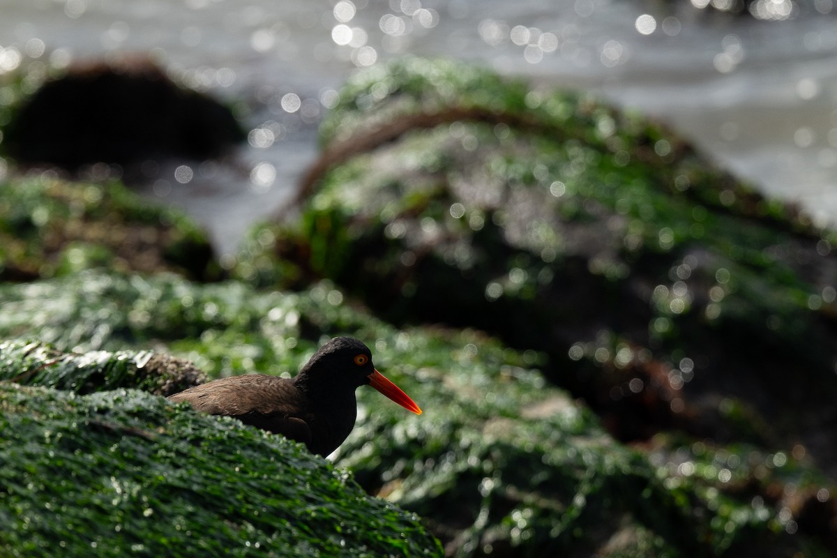 Black Oystercatcher - ML620243656