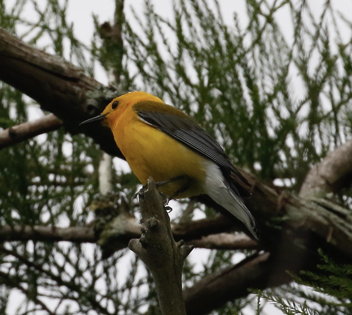 Prothonotary Warbler - ML620243658