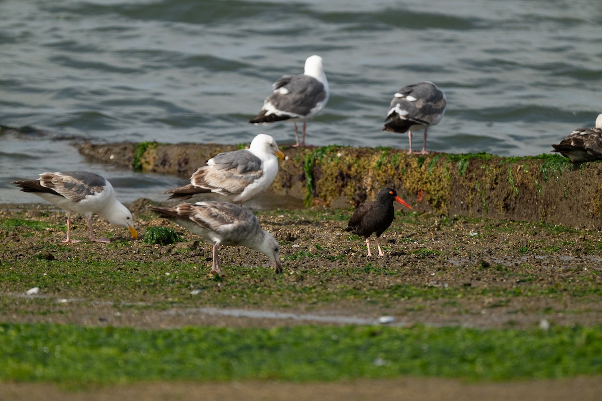 Black Oystercatcher - ML620243659