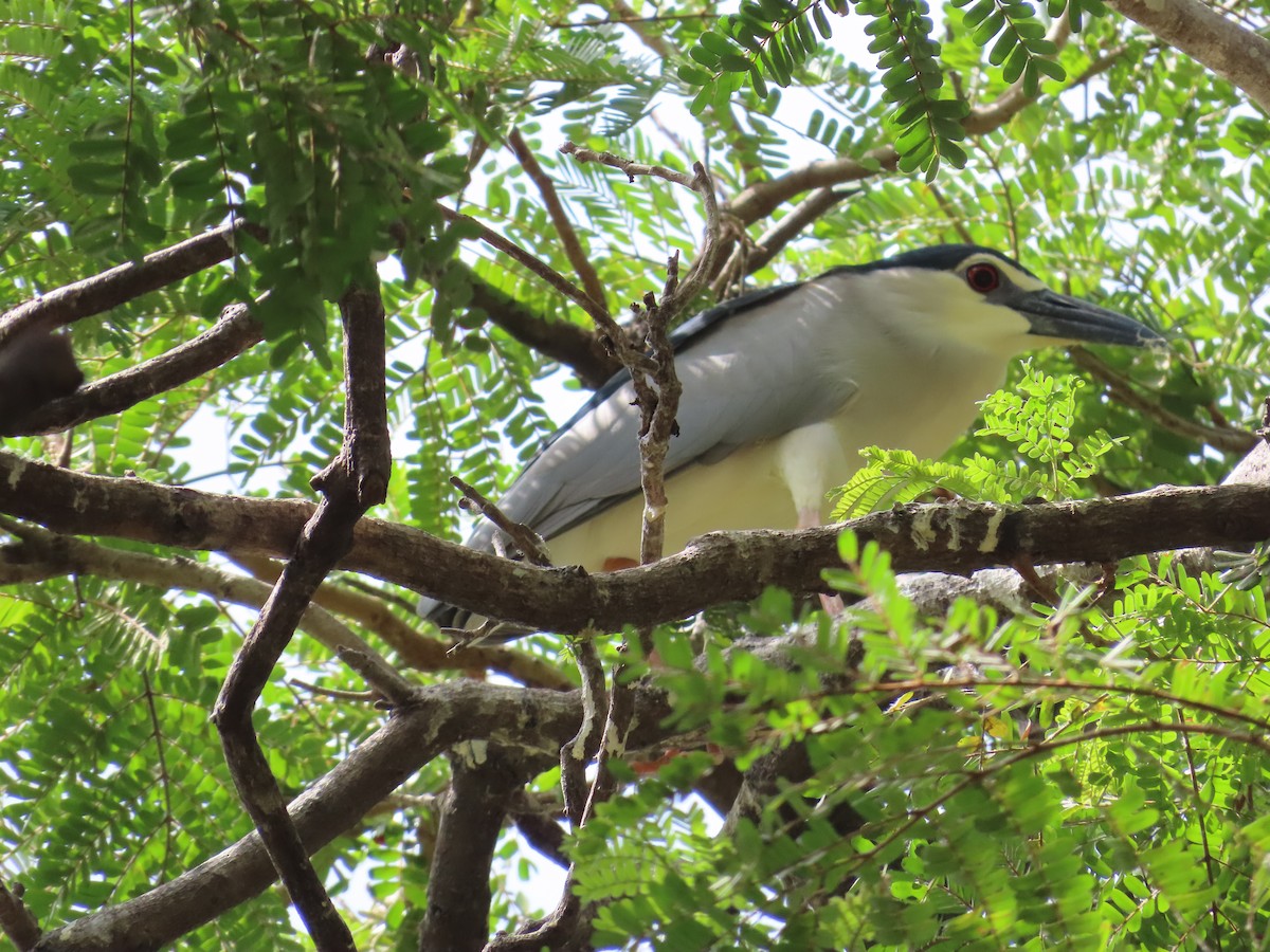 Black-crowned Night Heron - ML620243667