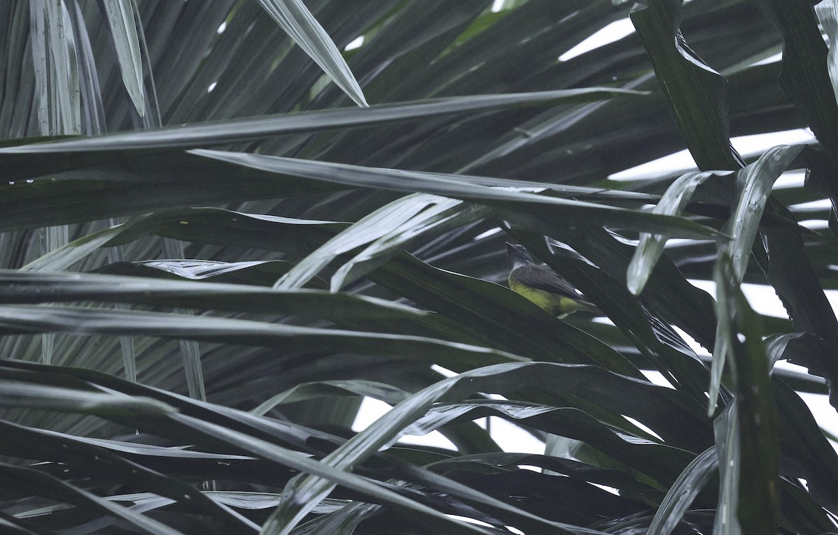 Пальмовый тиранн - ML620243668