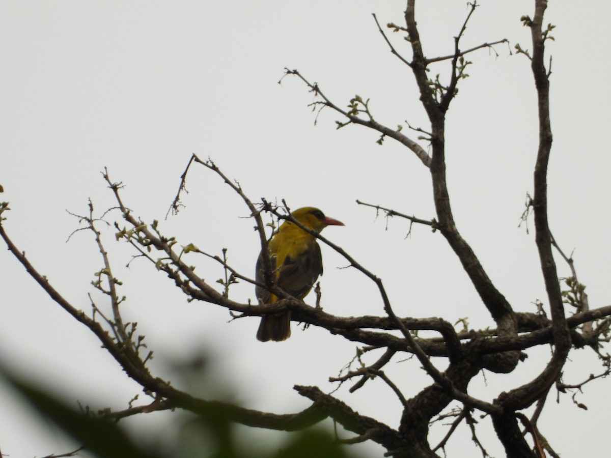 Indian Golden Oriole - ML620243669