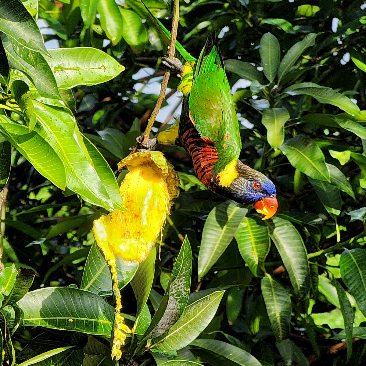 新幾內亞彩虹吸蜜鸚鵡 - ML620243672