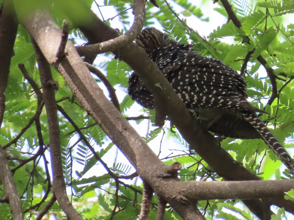 Asian Koel - ML620243674