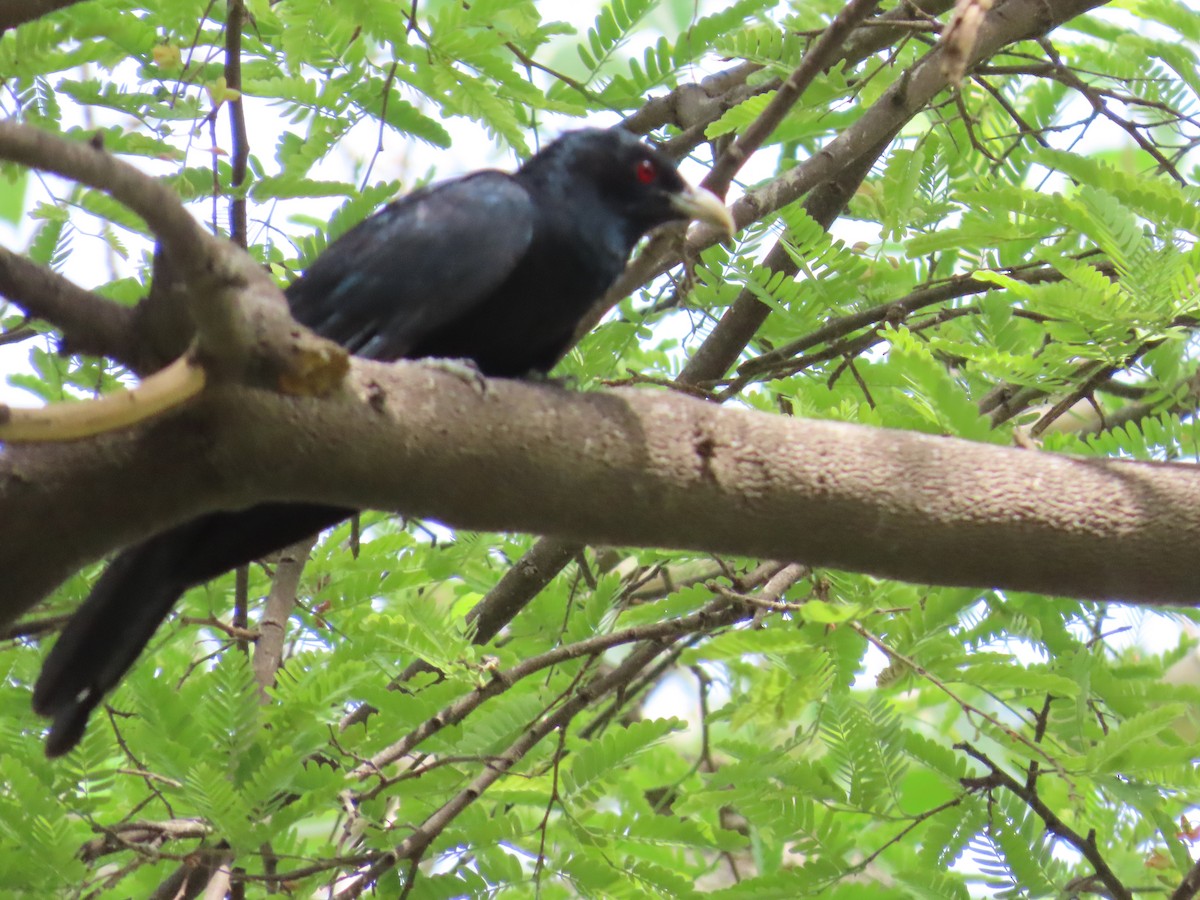 Asian Koel - ML620243675