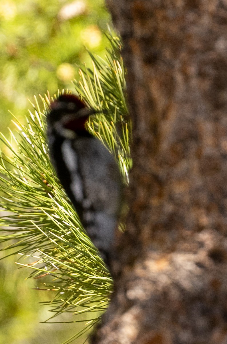 Red-naped Sapsucker - ML620243676