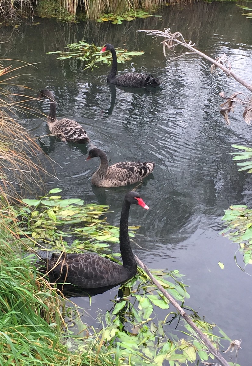 Black Swan - ML620243679