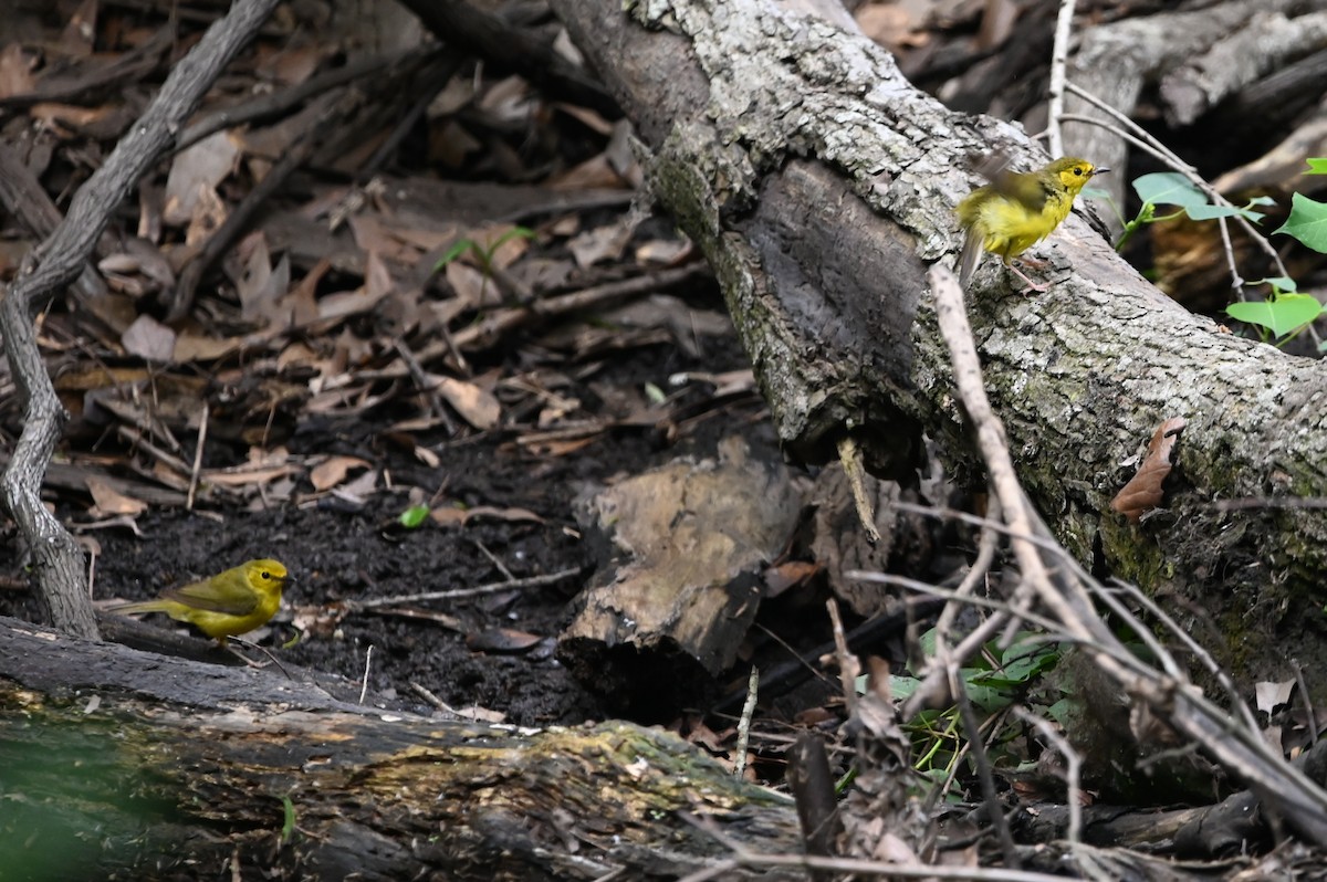 Hooded Warbler - ML620243684