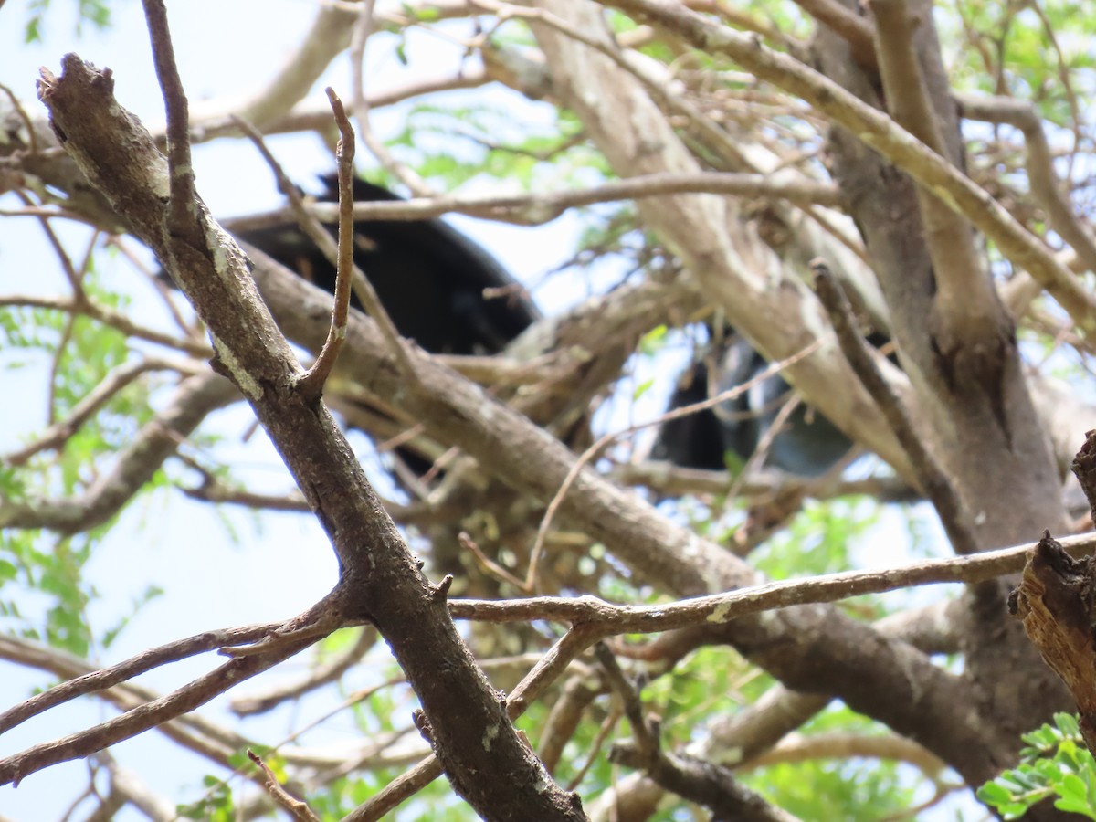 Little Cormorant - ML620243686