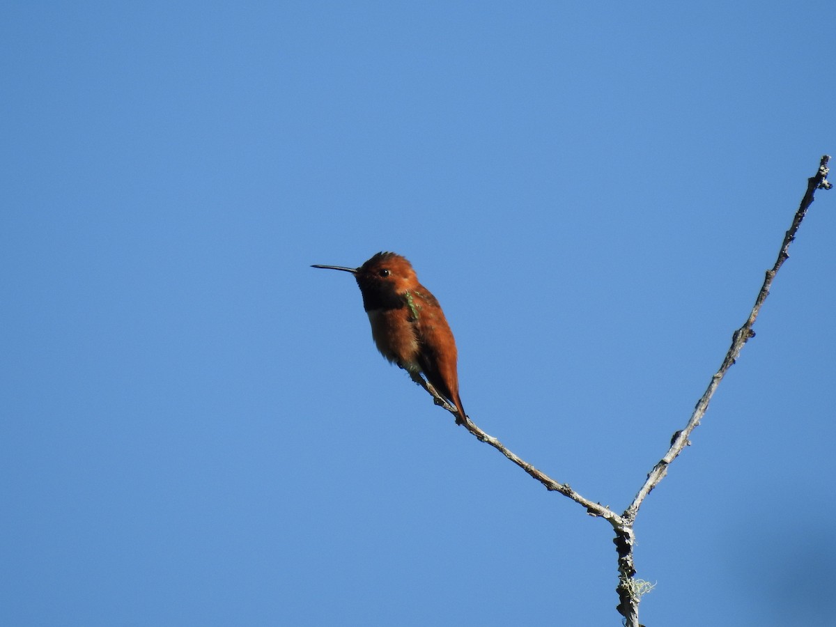Rufous Hummingbird - ML620243687