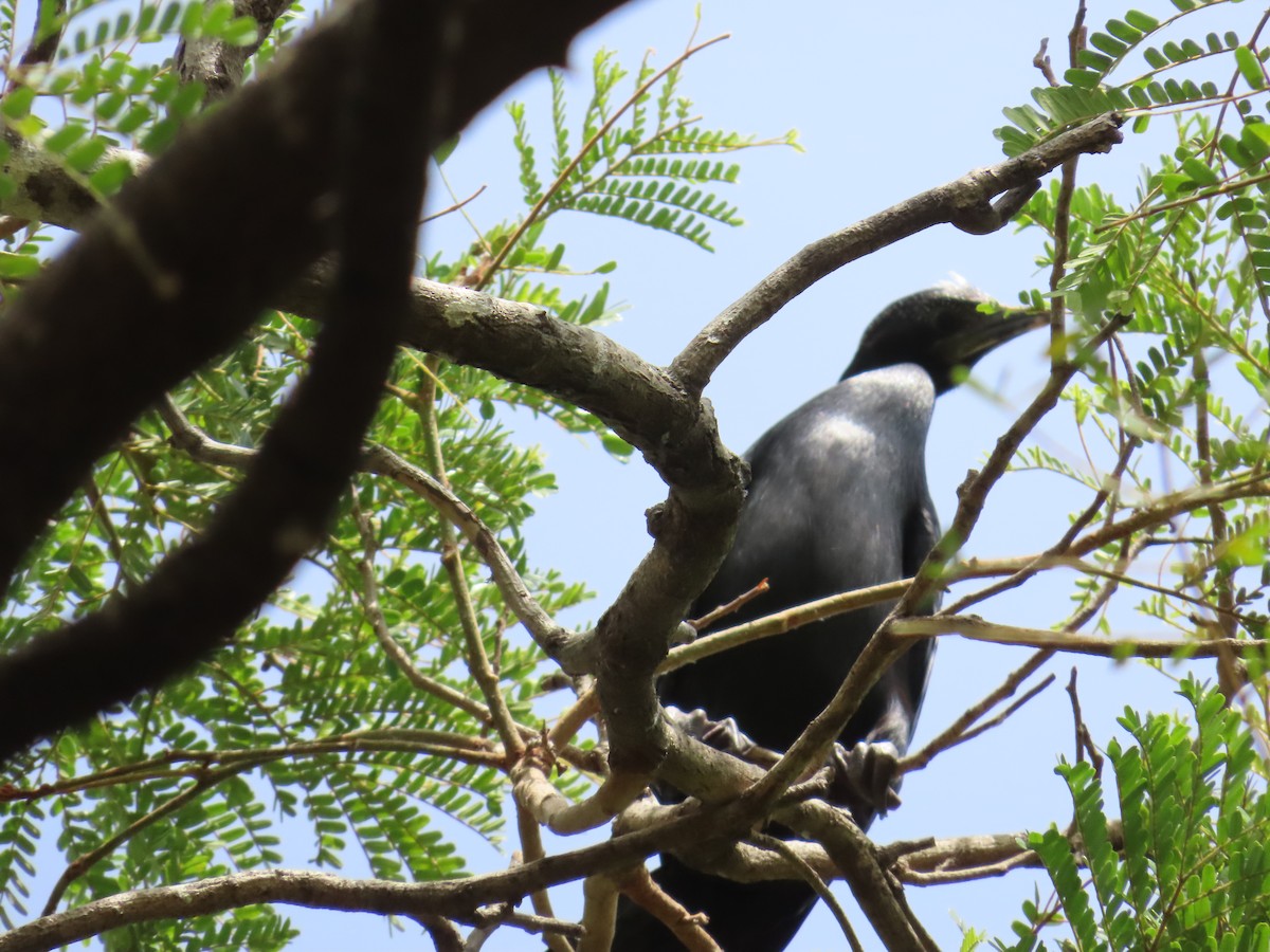 Cormoran de Vieillot - ML620243688