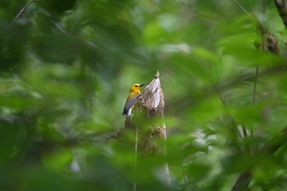 Prothonotary Warbler - ML620243691