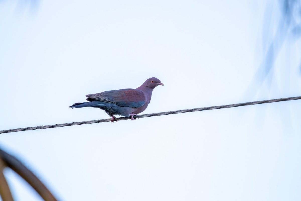 Pigeon à bec rouge - ML620243700