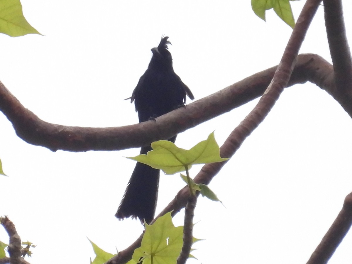 Greater Racket-tailed Drongo - ML620243705