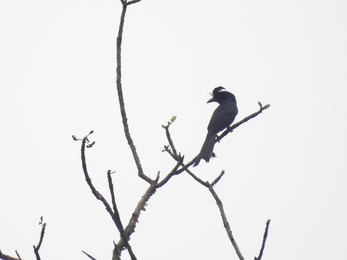 Greater Racket-tailed Drongo - ML620243706