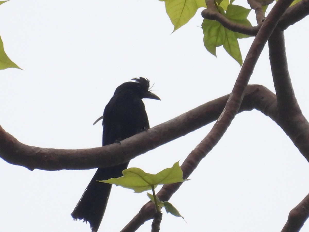 Greater Racket-tailed Drongo - ML620243707