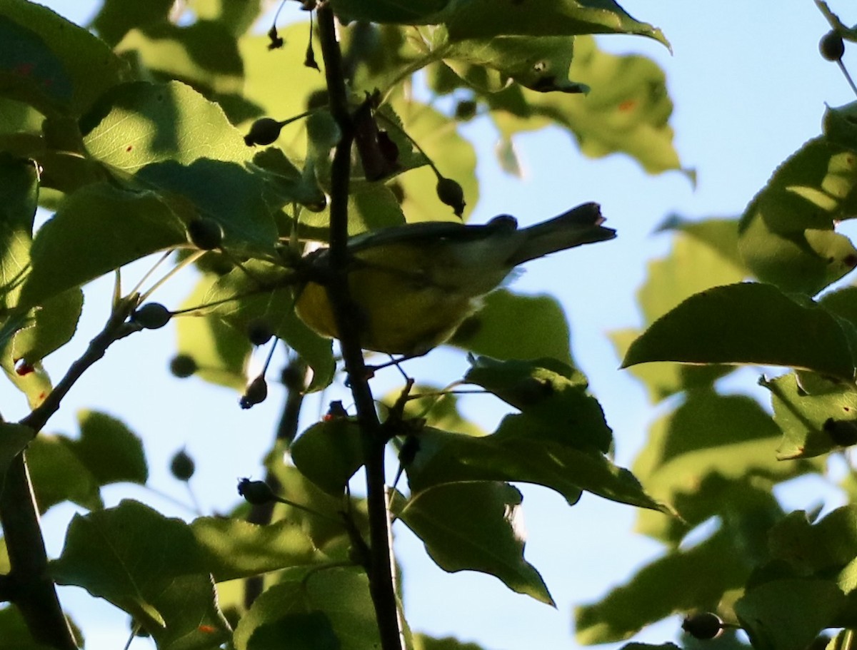 Blue-winged Warbler - ML620243709