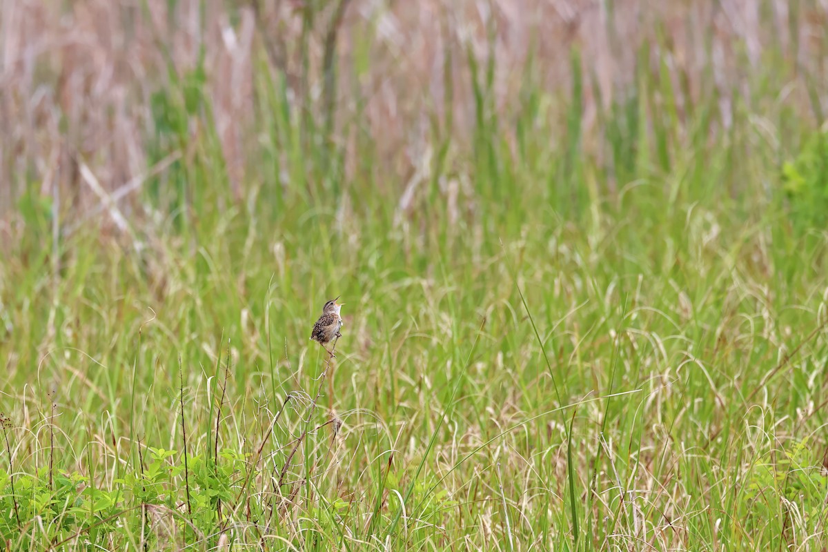 Sedge Wren - ML620243718