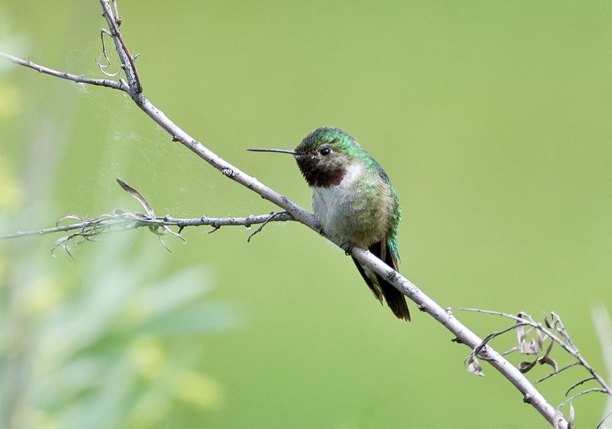 Broad-tailed Hummingbird - ML620243723
