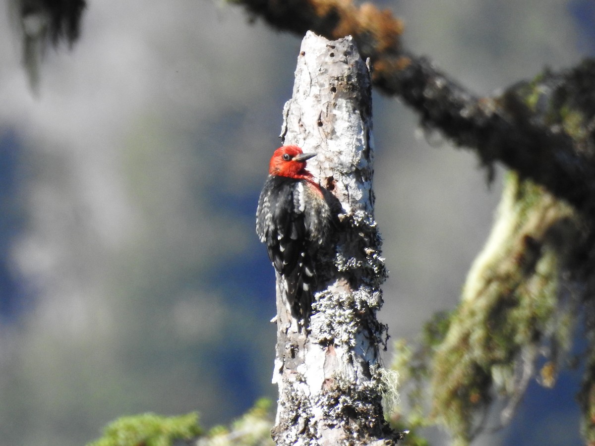 Red-breasted Sapsucker - ML620243732
