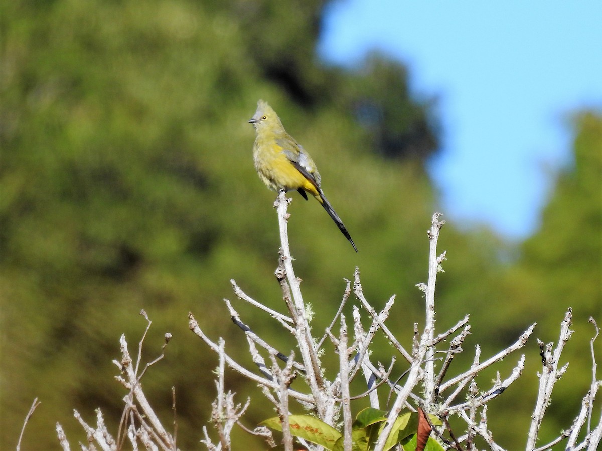 Long-tailed Silky-flycatcher - ML620243734