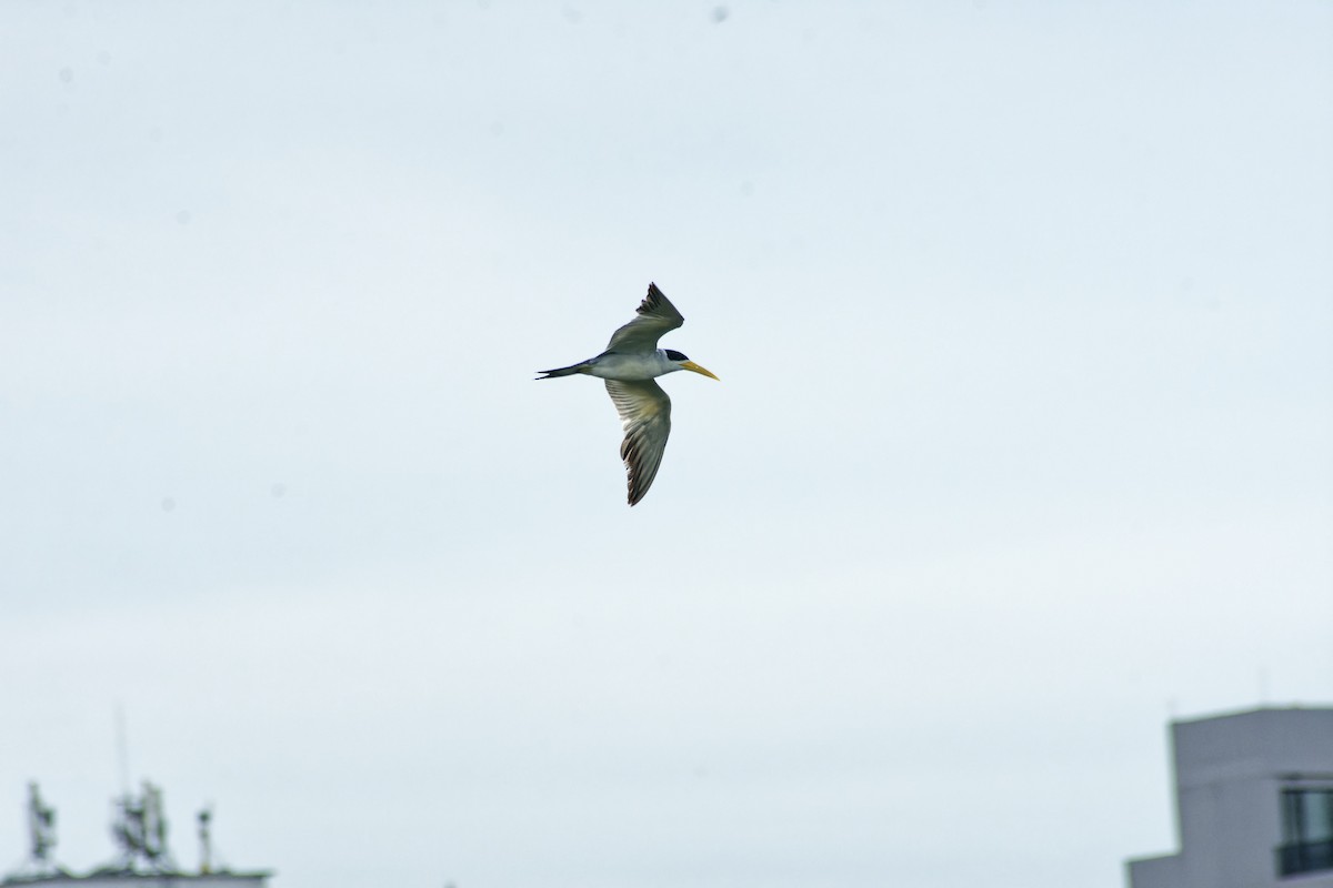 Large-billed Tern - ML620243735