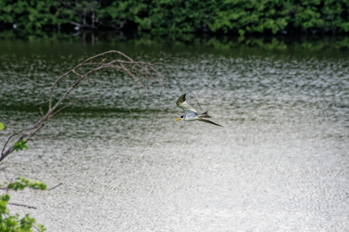 Large-billed Tern - ML620243736