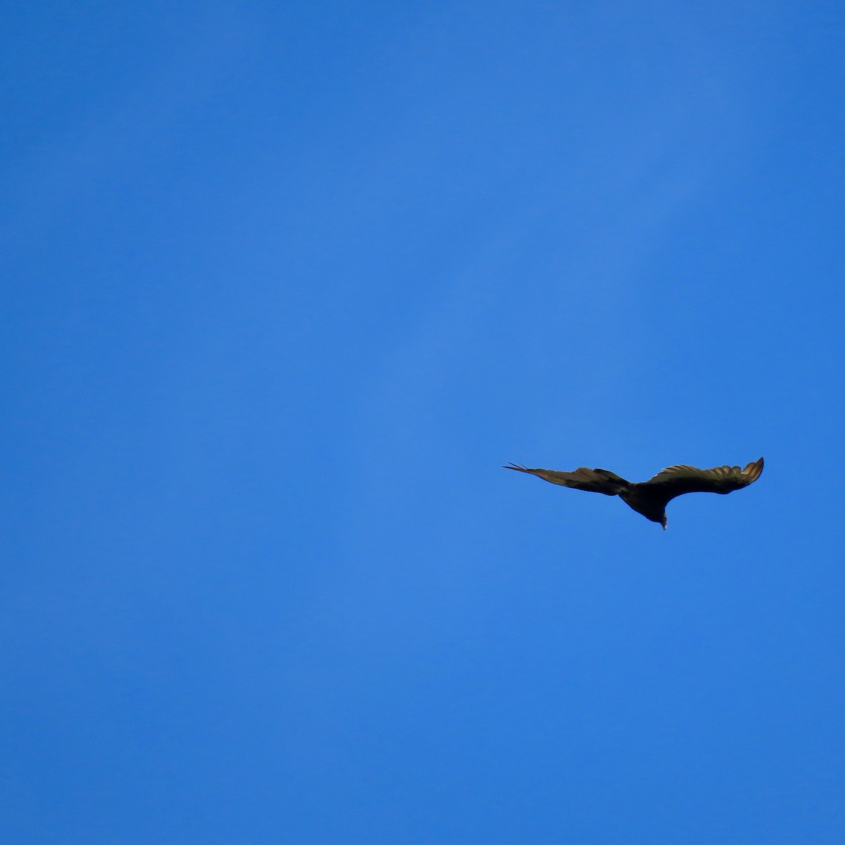 Turkey Vulture - ML620243738