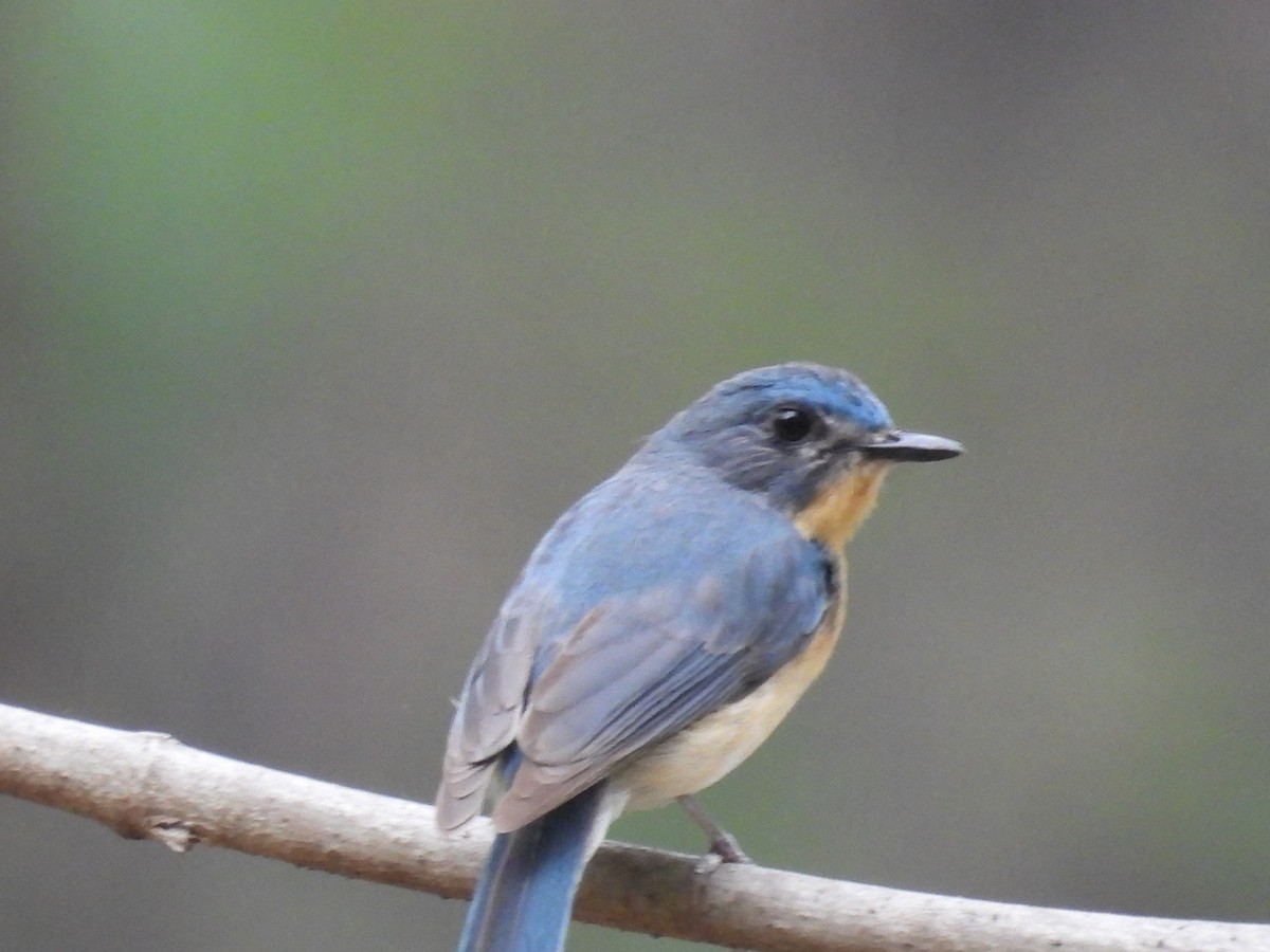 Tickell's Blue Flycatcher - ML620243746