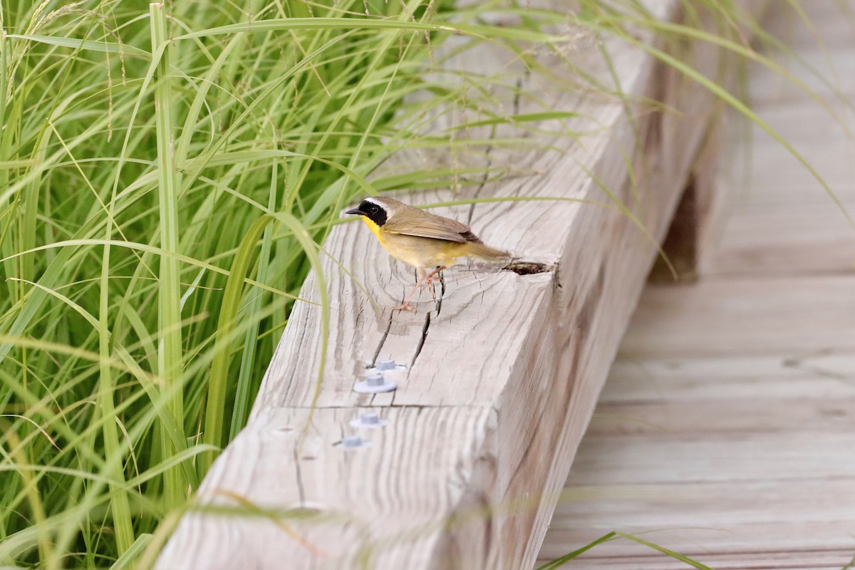 Common Yellowthroat - ML620243748