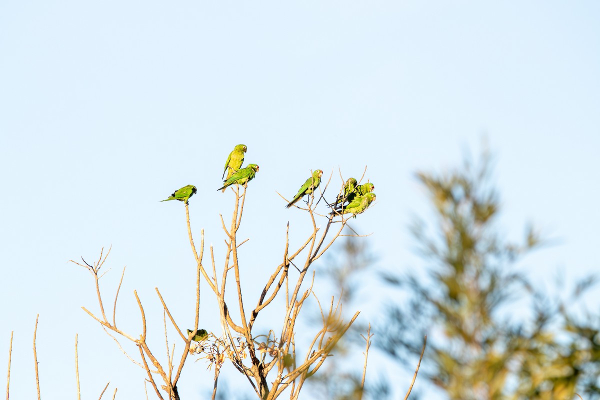 Crimson-fronted Parakeet - ML620243754