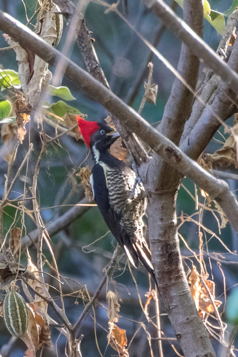 Lineated Woodpecker - ML620243761