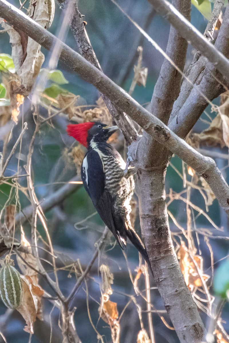 Lineated Woodpecker - ML620243763