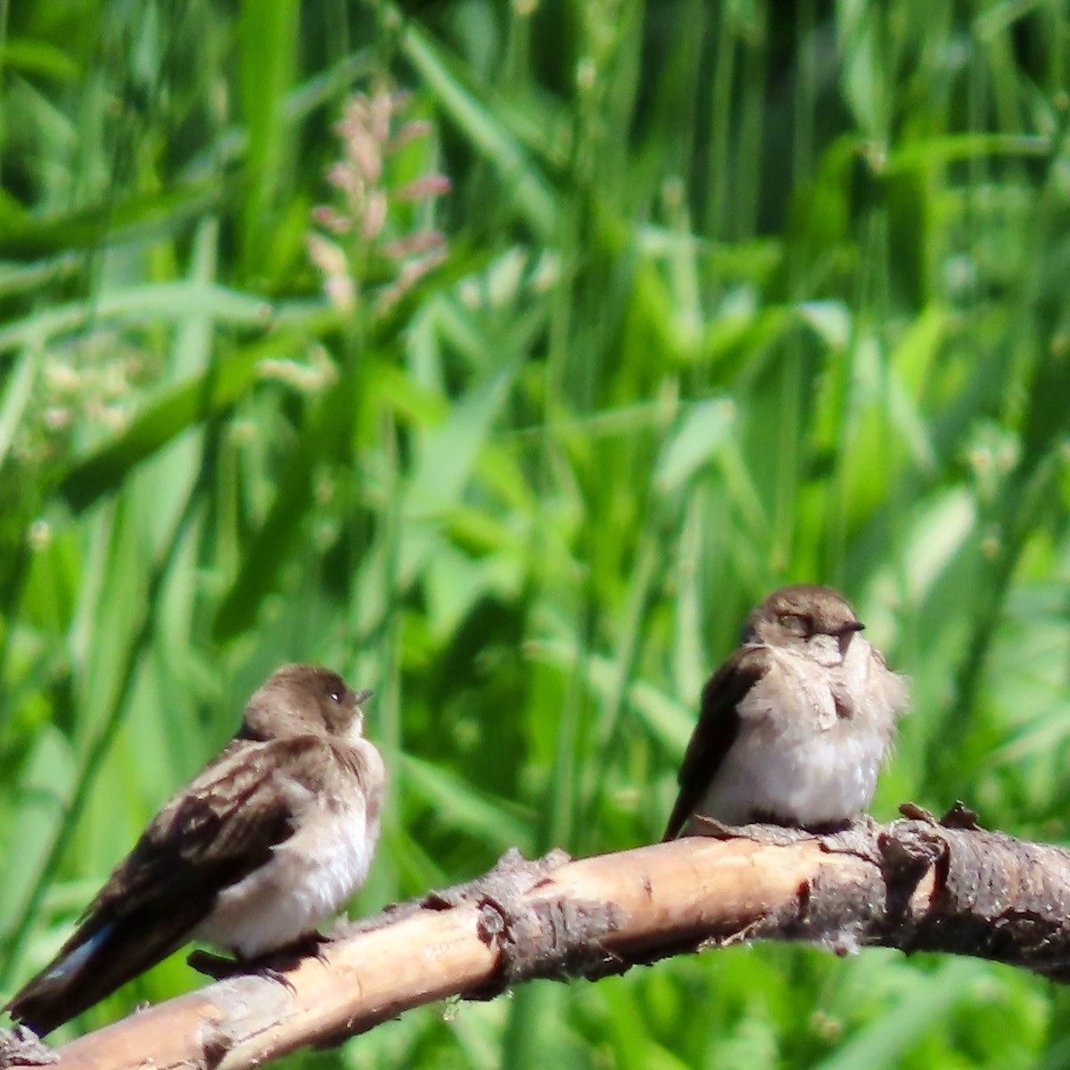 Northern Rough-winged Swallow - ML620243766
