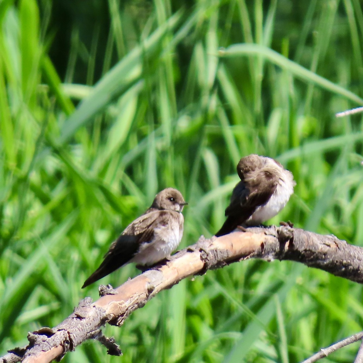 Northern Rough-winged Swallow - ML620243767