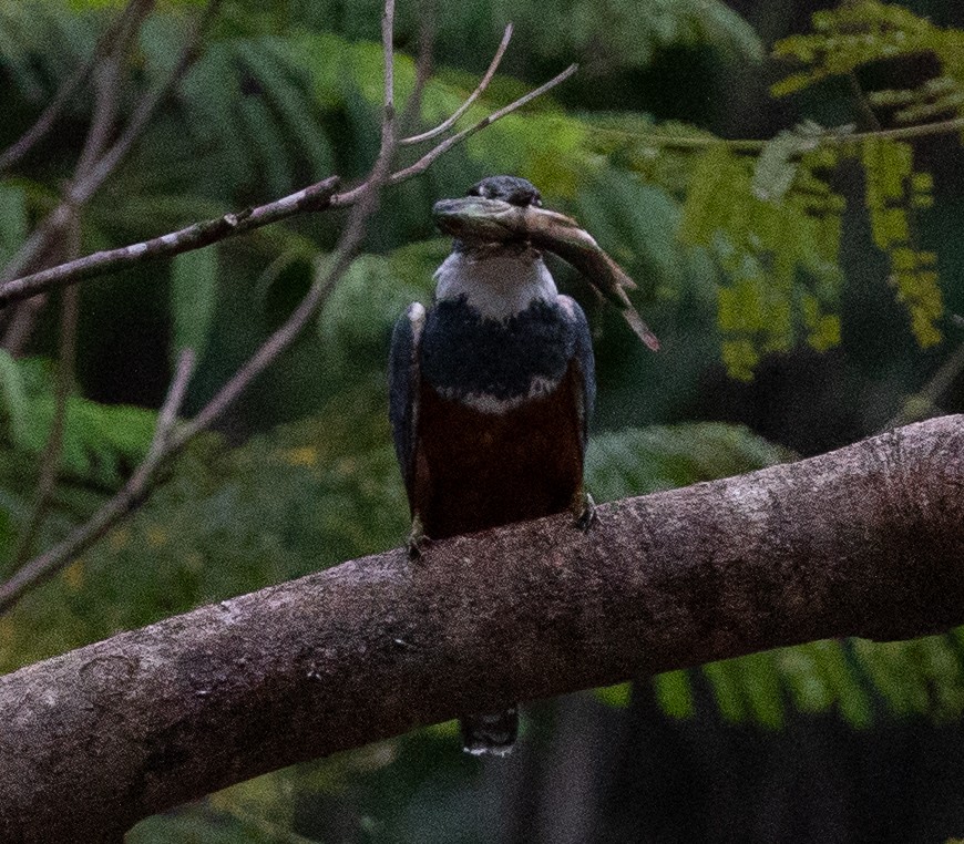 Ringed Kingfisher - ML620243768