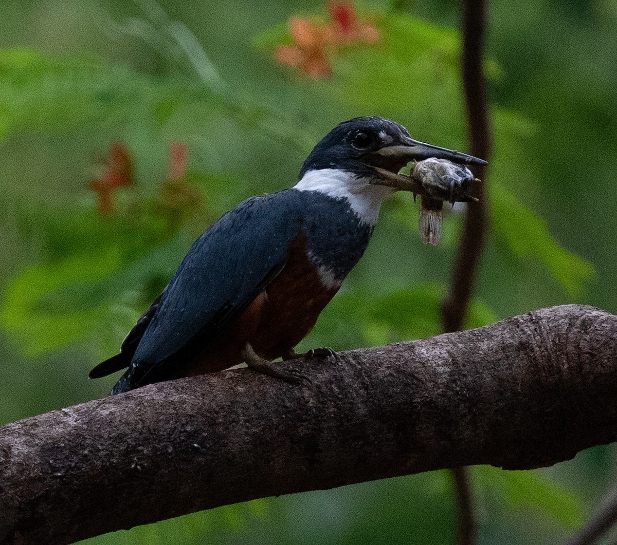 Ringed Kingfisher - ML620243769