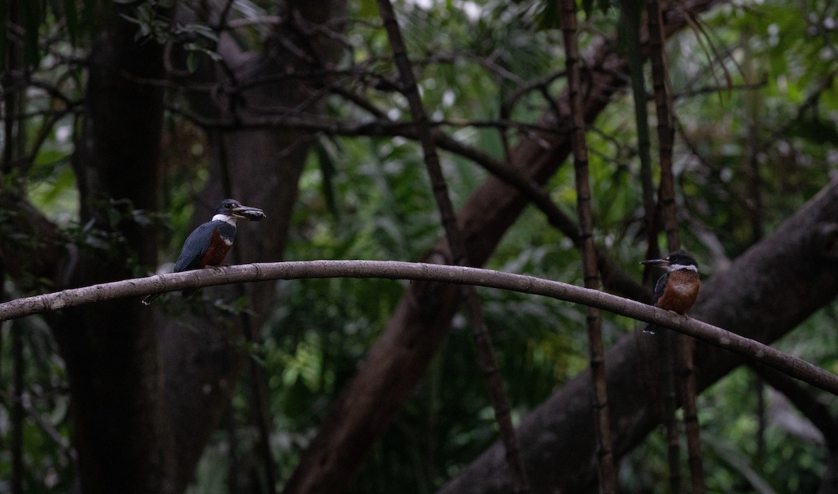 Ringed Kingfisher - ML620243773