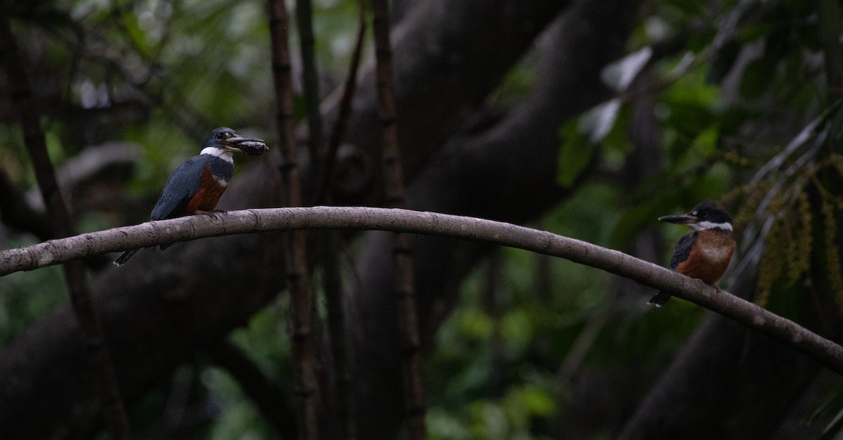 Ringed Kingfisher - ML620243776