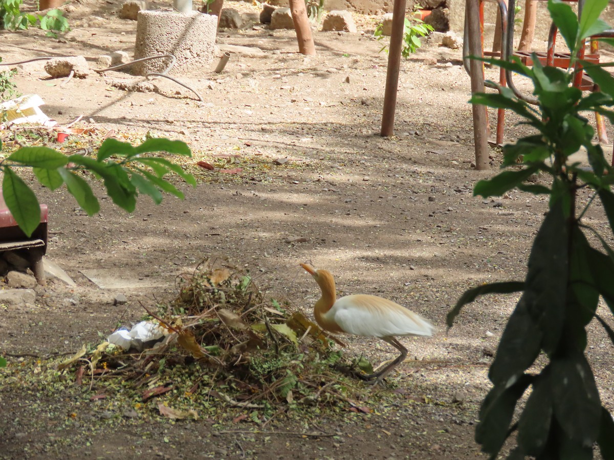 Eastern Cattle Egret - ML620243778