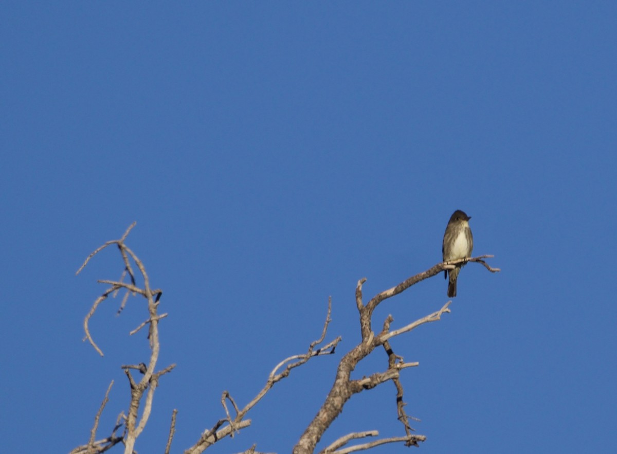 Olive-sided Flycatcher - ML620243779