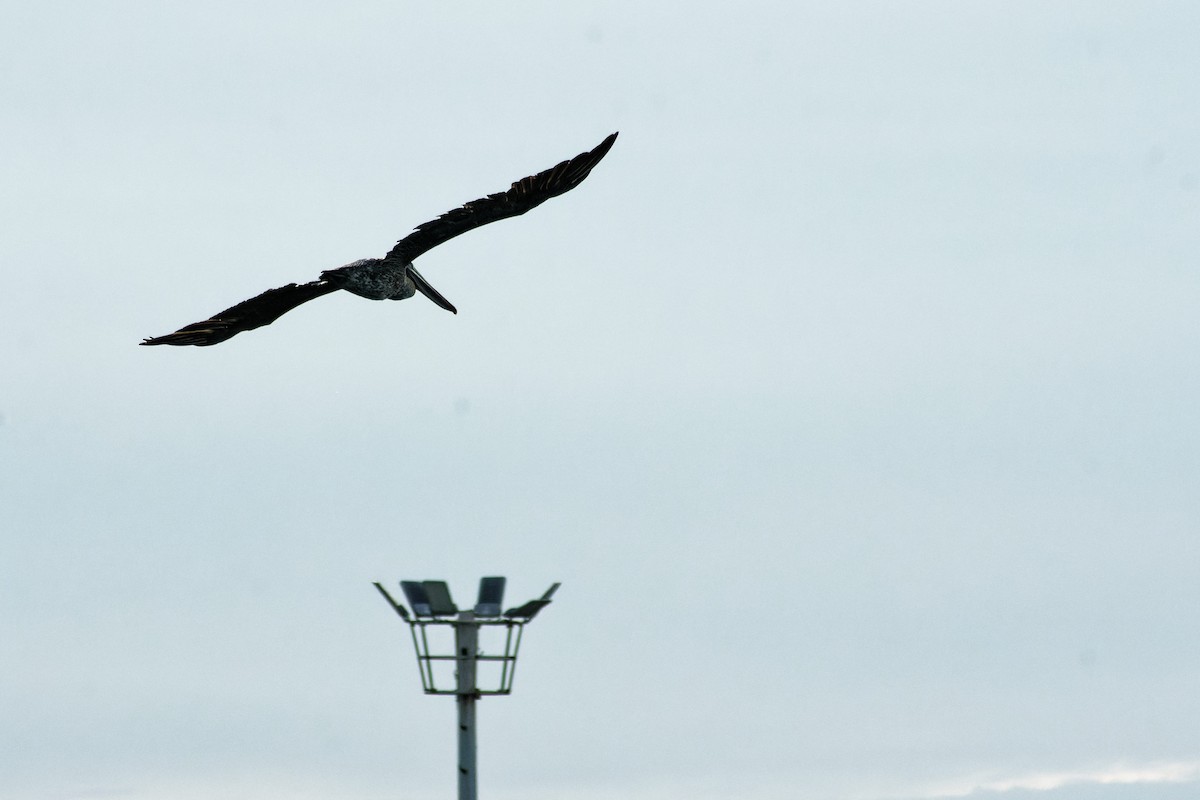 Brown Pelican - ML620243781